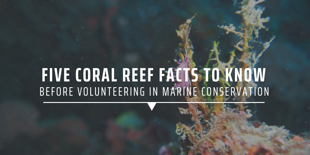 Five coral reef facts to know before volunteering in marine ...