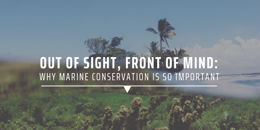 Out of sight, front of mind: Why marine conservation is so important