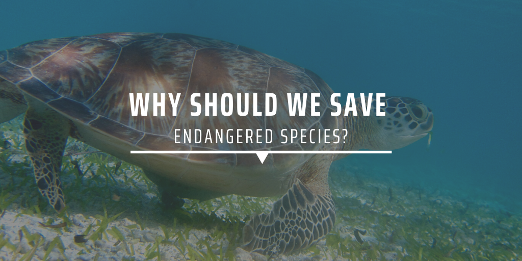 Why Should We Save Endangered Species Gvi Uk