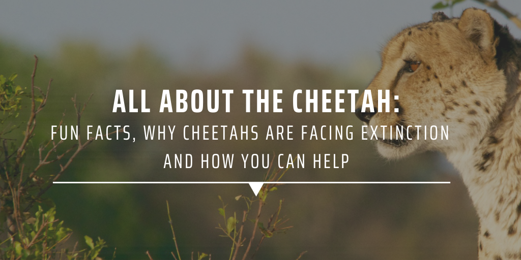 all-about-the-cheetah-fun-facts-why-cheetahs-are-facing-extinction